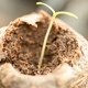 Seedling  - PhotoDune Item for Sale