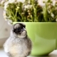 One small dark gray chicken on the background of a green mug with flowers - PhotoDune Item for Sale