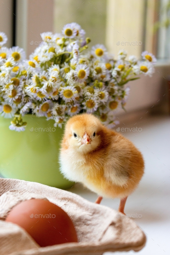 One small red-haired chicken on the background of a green mug with flowers - Stock Photo - Images