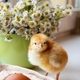One small red-haired chicken on the background of a green mug with flowers - PhotoDune Item for Sale