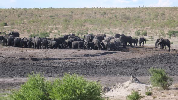 Big herd of African Bush elephants at a waterhole alt