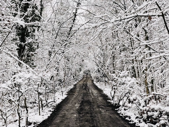 Muddy road surrounded by forest of trees covered in snow Stock Photo by ...