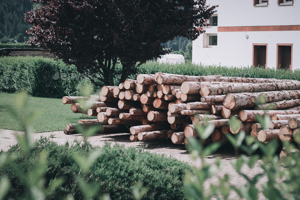 Cut trees in a row.  - Stock Photo - Images