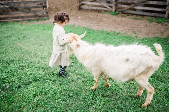 Little girl feeding goats on the farm. Agritourism concept. Life in the countryside - Stock Photo - Images