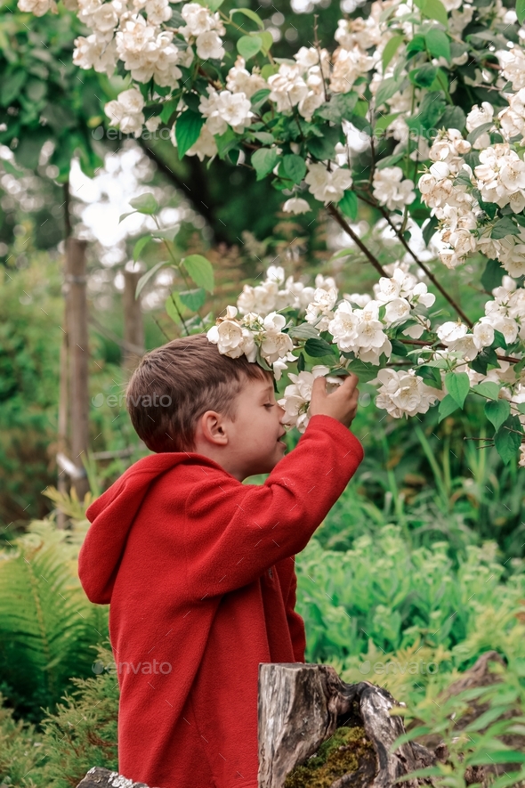 Boy smell sweet white flower in the garden  - Stock Photo - Images
