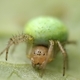 Little round spider on a leaf - PhotoDune Item for Sale