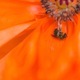 Bee on poppy  - PhotoDune Item for Sale