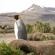 single king penguin - PhotoDune Item for Sale