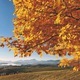 Autumn sunny day, yellow leaves, mountains, blue sky - PhotoDune Item for Sale
