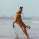 An active adult dog fetching a ball at the beach. - PhotoDune Item for Sale