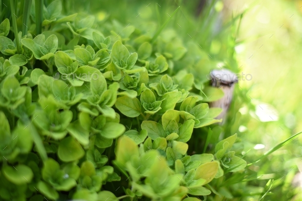 oregano in the rays of the setting sun in the garden - Stock Photo - Images