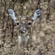 A doe camoflauged in the Tennessee brush - PhotoDune Item for Sale
