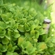 oregano in the rays of the setting sun in the garden - PhotoDune Item for Sale