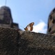 Butterfly at borobudur temple - PhotoDune Item for Sale