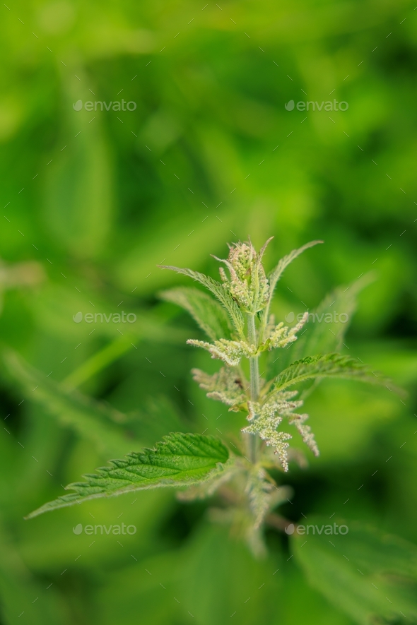 Green spring nettle. - Stock Photo - Images
