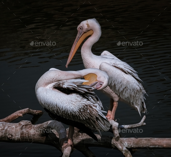 Two pelicans enjoying their tree branch  - Stock Photo - Images