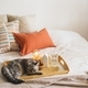 Cute cat of the Scottish straight and Linen pillows on a white bed with home decor.  - PhotoDune Item for Sale