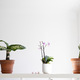 Minimalistic photo of plants - PhotoDune Item for Sale