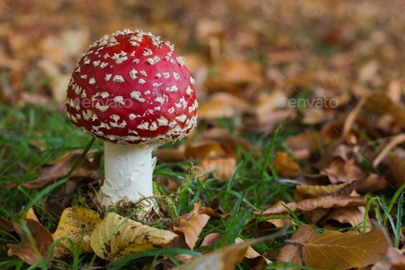 Toadstool  - Stock Photo - Images