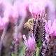 A bee sits on a lavender flower - PhotoDune Item for Sale