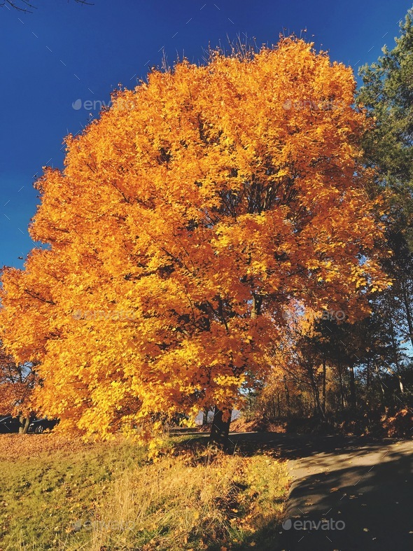 Autumn colours, tree, orange - Stock Photo - Images