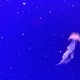 A jellyfish swimming in the blue water background  - PhotoDune Item for Sale