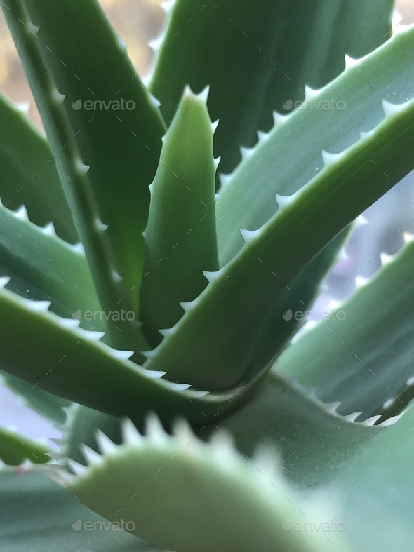 Green Aloe vera plant zoomed in, alternative herbal treatment for skin - Stock Photo - Images