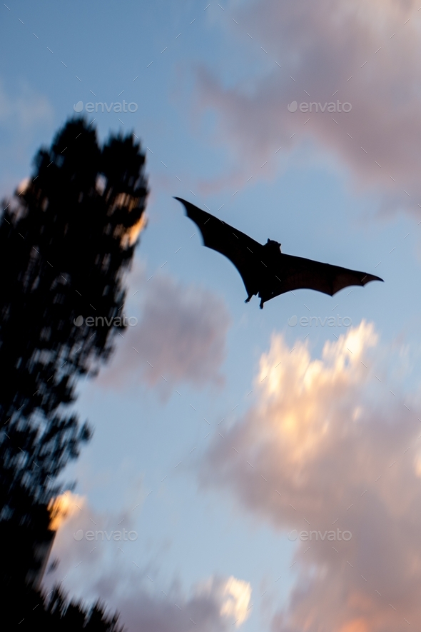 Flying fox spotted in the evening sky. Australia