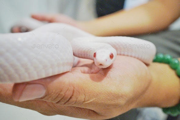 White snake as a pet Stock Photo by wikornr | PhotoDune