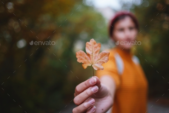 autumn series - Stock Photo - Images