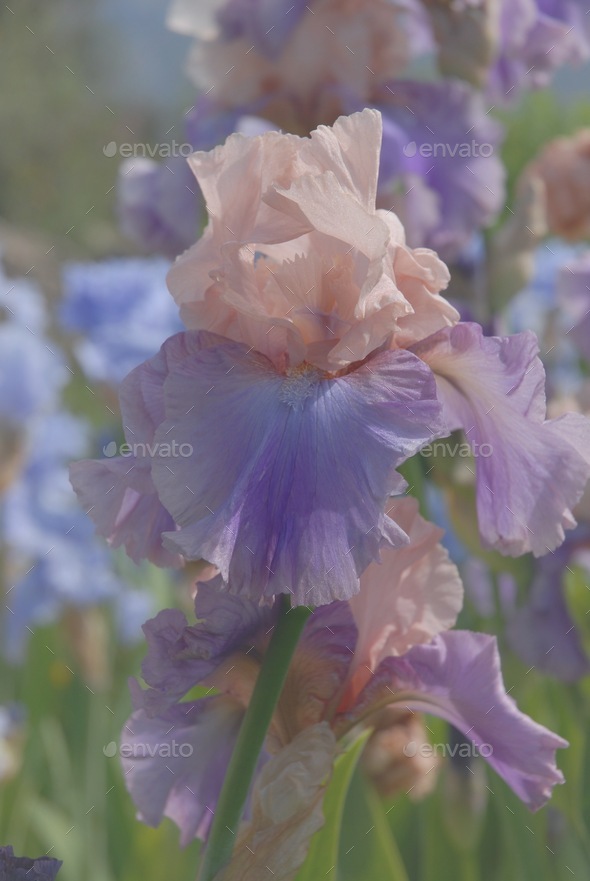 Beautiful pastel colours of Tall Bearded iris "Poem of Ecstasy" Stock