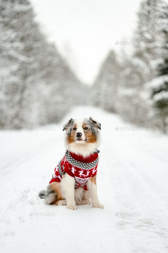 australian shepherd all sitting in a snowy forest. she is wearing