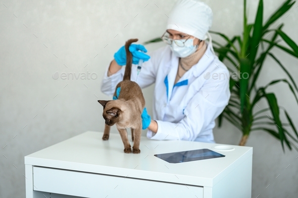 a female veterinarian in a white coat and round glasses and blue gloves injects a brown cat.