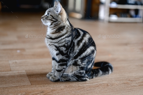 striped cat sits on a wooden floor. . paws, whiskers and tail