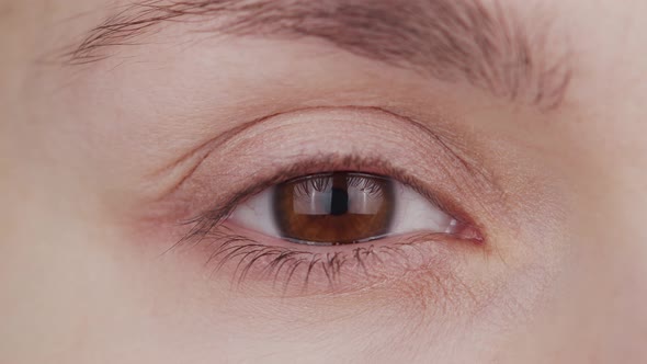 Closeup of female brown eye. Woman is looking at the camera close-up. alt