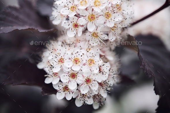 Bunch of white flowers with lots of small petals, Macro of …