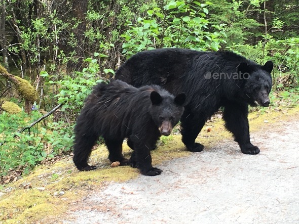 Black mama bear with cub