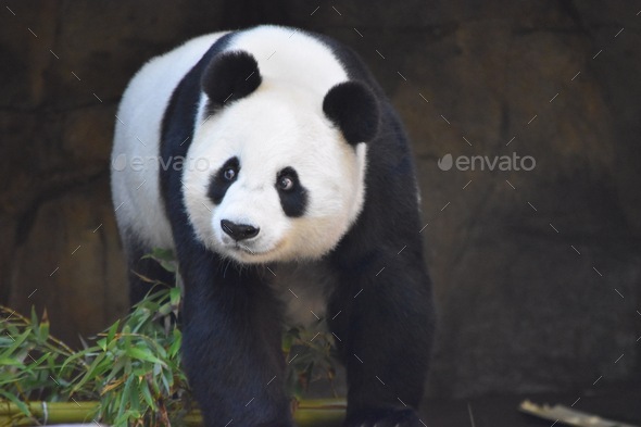 Bai Yun the beautiful cuddly mamma and grandma giant panda at the San Diego zoo