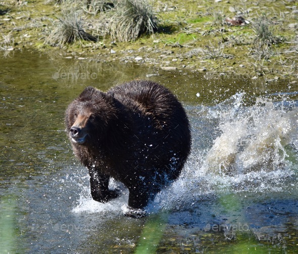 Beautiful fabulous Alaska grizzly bear splashing water as she runs towards us on Admiralty Island