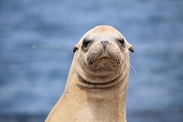 Are you looking at me- California sea lion