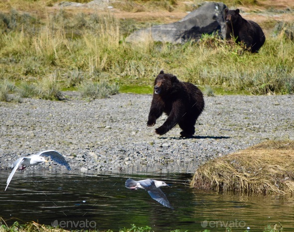 Wild juvenile grizzly running from a larger bear towards us in Alaska
