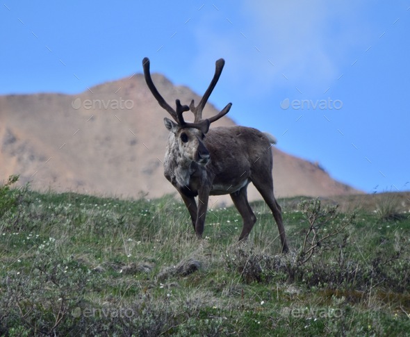 Large Caribou Antlers