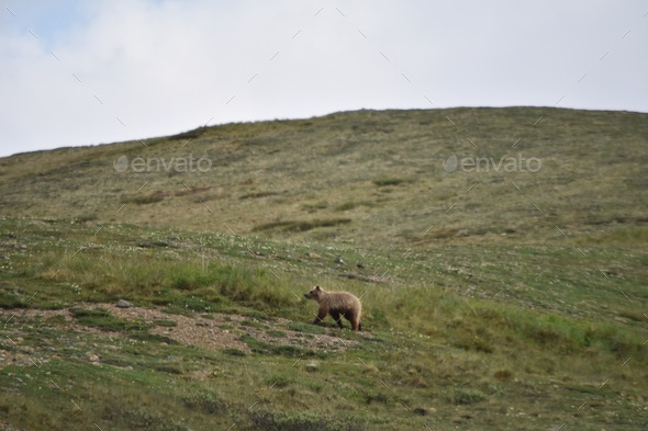 Nominated Baby grizzly bear cub walking after mama on the Alaska tundra