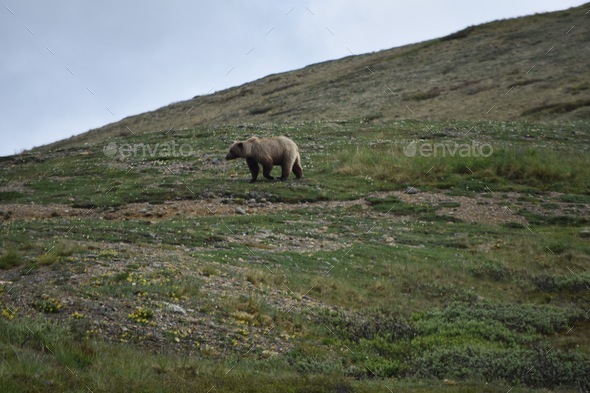 Mama grizzly bear walking across the mountain tundra