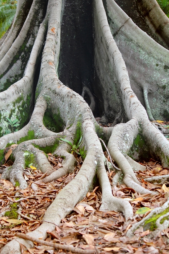 Trees, root system of the Australian Banyan tree (ficus macrophylla