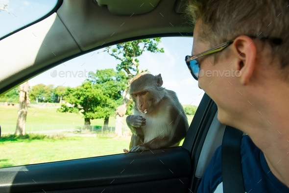 Man looking on monkey eating apple through car window. Long-tailed monkey or crab-eating macaque sit - Stock Photo - Images