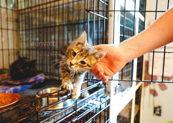 Cute young kitten at a shelter leaning out of its crate for pets from a hand