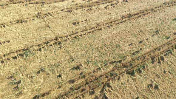 Slow flying over wheat fallen on ground 4K aerial video
