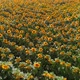 Sunflower Field (4K) - VideoHive Item for Sale
