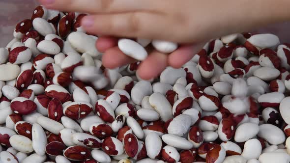Child hands take kidney beans and playing with seeds